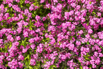 Close-up of Myosotis, herb flowerbed plant, blooming with small purple or pink flowers on a sunny day. Flowers with purple petals for garden decoration.