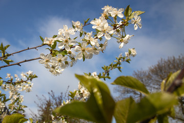 Obraz premium Kirsch Blüte Natur Obst Anbau