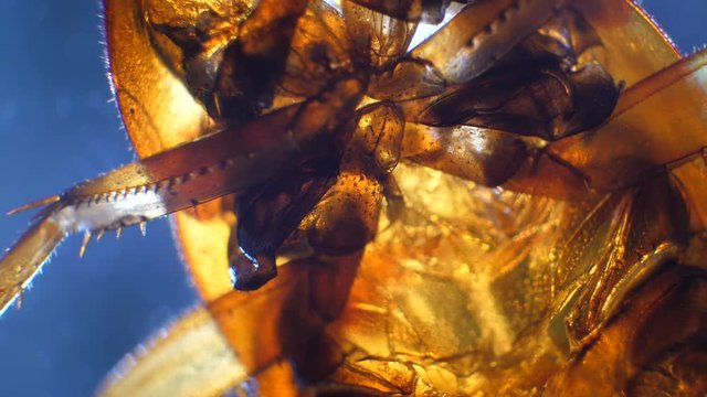 Detailed Microscopic Footage of insect analysis in a lab