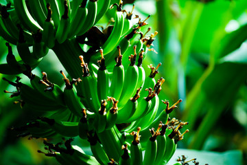Fototapeta na wymiar Green Banana Field