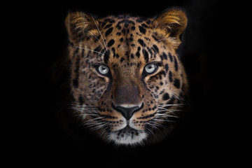 regard brutal, couché léopard de l& 39 Amour, puissant gros chat hétéroclite regarde droit à travers les yeux d& 39 un prédateur. Isolé sur fond noir.