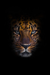 Fototapeta na wymiar look brutal, lying Amur leopard, powerful motley big cat looks straight through the eyes of a predator. Isolated on black background.