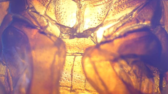 Detailed Microscopic Footage of insect analysis in a lab