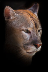 Muzzle of cougar close up, orange yellow big cat, Isolated on black background.