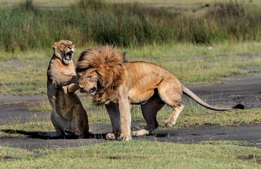 him and her, lion and lioness