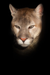 A sunlit cougar in close-up goes forward in close-up, an orange-yellow big cat  Isolated on black background.