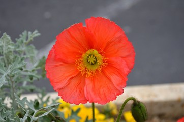 Perfect Red Poppy Head and Its Details