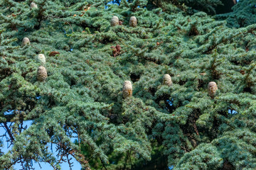 Krone of a Siberian cedar with cones. Natural background