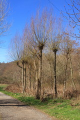 Fototapeta premium Trees in the wood in the spring
