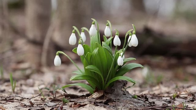 White blooming snowdrop folded or Galanthus plicatus in the forest background. Wind, light breeze, сloudy spring day, dolly shot, close up, shallow depts of the field, slow motion video