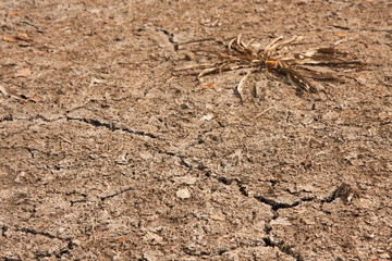 Dry soil of the dried-up reservoir with one Bush of seaweed and cracks