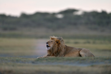 The lion's roar at dawn