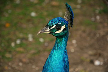 Obraz premium Porträt vom blauen Pfau ( Pavo cristatus ) 