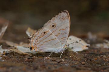 Close up butterfly eating salt lick