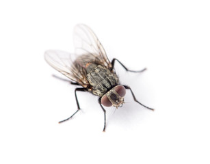 fly isolated on a white