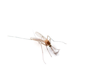 Supermacro of Mosquito isolated on white.