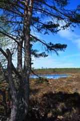 Fototapeta premium Drzewo i woda w czarnym bagnie w Bawarskim Rhön, Niemcy