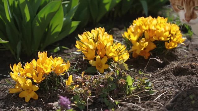 Yellow blooming crocuses and red-white cute cat. Low angle. Sunrise. Beautiful spring sunny day. Close up, shallow depth of the field, Full HD slow motion video.