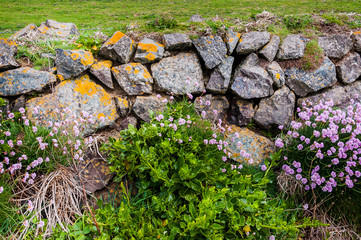 Lizard, Steinmauer, Cornwall, Landwirtschaft, Frühling, Südengland