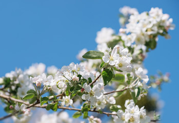 Spring Apple Blossom over blue sky.