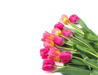 Pink tulip on white background.