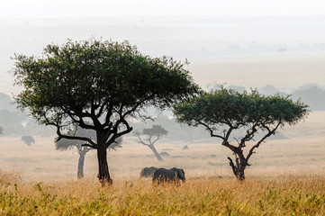 Elephants in the bush