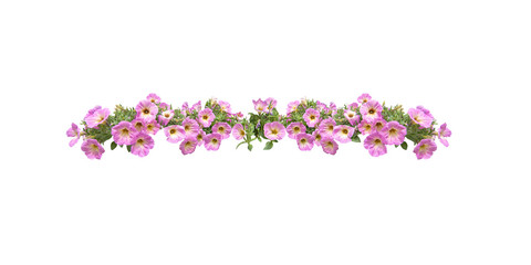 Pink petunia flowers string margin element isolated