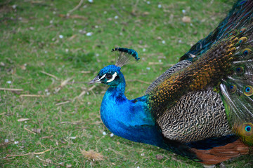 Fototapeta premium Blauer Pfau ( Pavo cristatus ) von der Seite, läuft in grüner Natur mit Textfreiraum