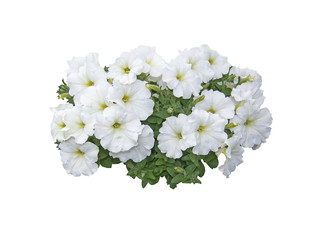 White petunia flowers - obrazy, fototapety, plakaty
