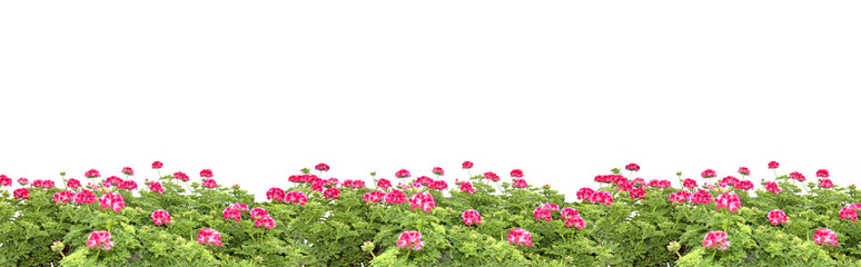 Obraz na płótnie Canvas Pink geranium flowers margin