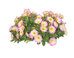 Multicolor surfinia flowers