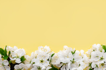 Spring flowers. White cherry flowers on a yellow background. Spring background, copy space, flat lay.