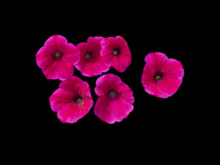 Pink petunia flowers