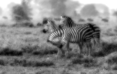 Fototapeta na wymiar Zebras in the savannah