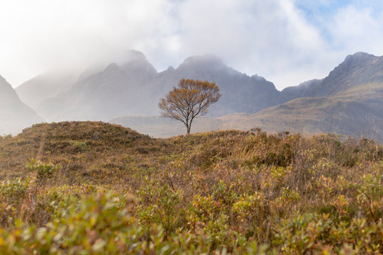 A lone tree and the Cuillins mountains on The Isle of Skye in the Inner Hebrides, Highlands, Scotland