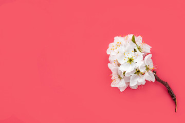 Fototapeta na wymiar Spring flowers. White cherry flowers on a red background. Spring background, copy space, flat lay.