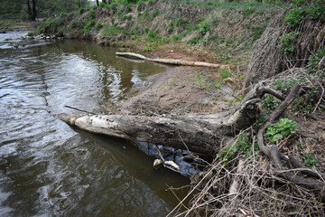 Tree roots on the river Bank.