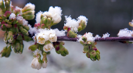 Flowering cherry covered with white snow. Spring background.