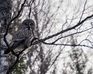 Great Grey Owl