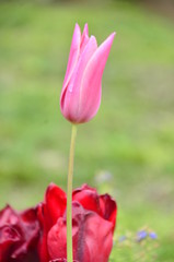 Obraz na płótnie Canvas red tulip