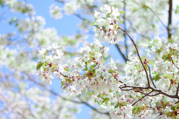 White Sakura, cherry blossoms bloom in the sky in Japan