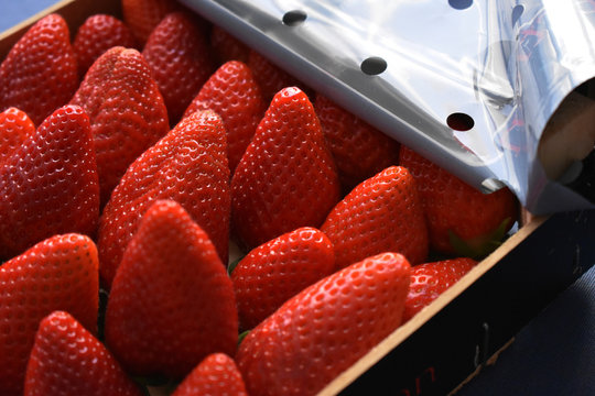 Caja con fresas organicas, fruta fresca
