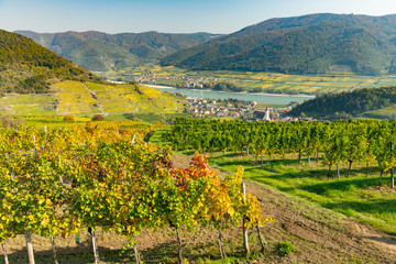 Fototapeta na wymiar Colorful vineyards near Spitz an der Donau in autumn, blue sky