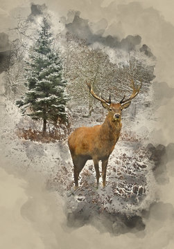 Watercolor painting of Beautiful red deer stag in snow covered festive season Winter forest landscape