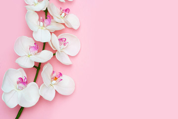 Orchid flower on a pink background, space for a text, flat lay. Top view