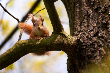 mał‚a wiewiórka na drzewie © Dariusz Grochal 
