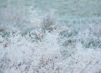 Winter background, morning frost on the grass with copy space