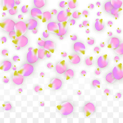Vector Realistic Pink Petals Falling on Transparent Background.  Spring Romantic Flowers Illustration. Flying Petals. Sakura Spa Design. Blossom Confetti.