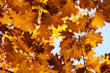 Bright autumn leaves in the natural environment.