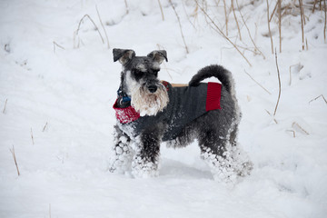 Schnauzer in snow